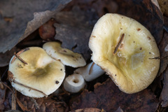 Russula postiana