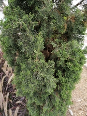 Cupressus sempervirens