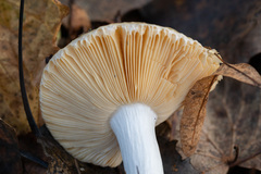 Russula postiana