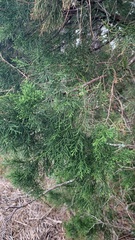 Juniperus virginiana