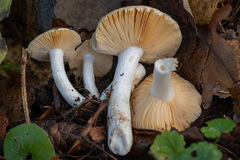 Russula postiana