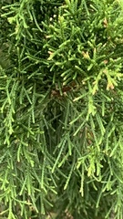 Juniperus virginiana