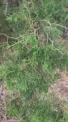 Juniperus virginiana