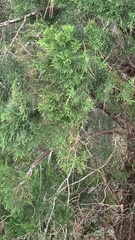 Juniperus virginiana