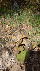 Testudo hermanni hermanni