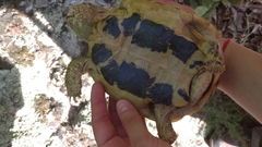 Testudo hermanni hermanni