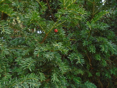Taxus baccata