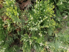 Platycladus orientalis