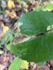 Nemorimyza posticata