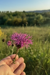 Centaurea scabiosa