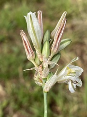 Chlorophytum