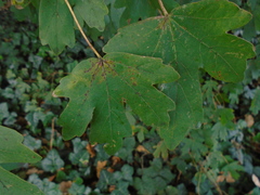 Septoria platanifolia