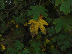 Septoria platanifolia