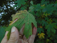 Septoria platanifolia