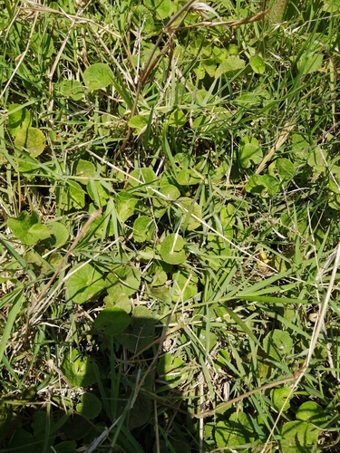 Centella asiatica image