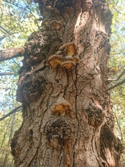 Fungi