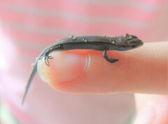 Lampropholis