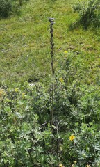 Delphinium crassifolium