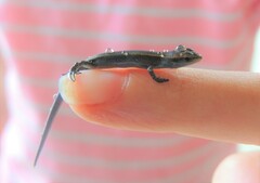 Lampropholis
