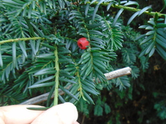 Taxus baccata