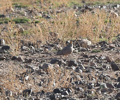 Pterocles coronatus