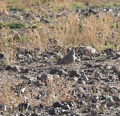 Pterocles coronatus