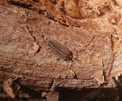 Porcellio
