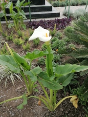Zantedeschia