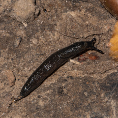 Arion hortensis