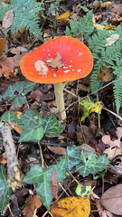 Amanita muscaria