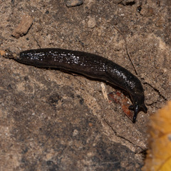 Arion hortensis