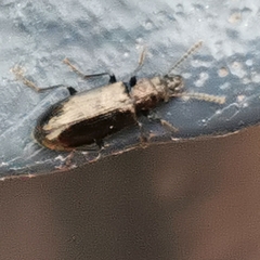 Rabocerus