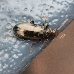 Rabocerus