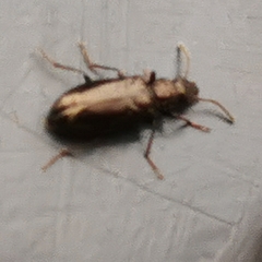 Rabocerus