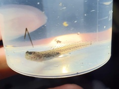 Ornate Sand-Diving Goby photo 2