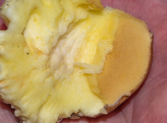 Suillus brevipes