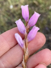 Dierama