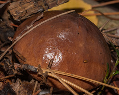 Suillus brevipes