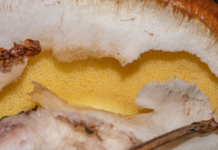 Suillus brevipes