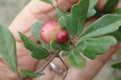 Rhoicissus tridentata