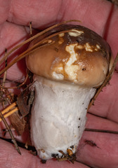 Suillus brevipes