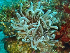 Macrodactyla doreensis