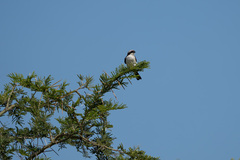 Lanius excubitoroides