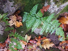 Dryopteris carthusiana