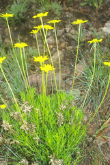 Euryops laxus