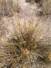 Thamnochortus platypteris