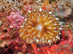 Heliofungia fralinae