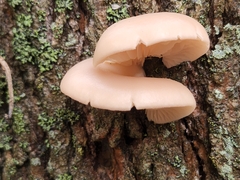 Pleurotus populinus