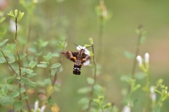 Macroglossum pyrrhosticta