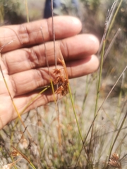 Thamnochortus platypteris